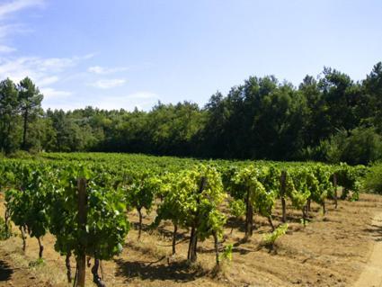 Villa Mas Boudeissoun - Coeur De Cerise - Baignade A 600 M Mormoiron Esterno foto